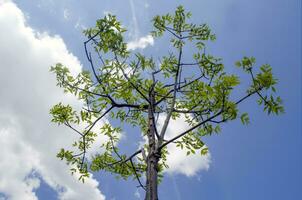 Sommer- Baum im das Sonne Strahlen foto