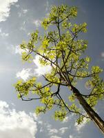 Sommer- Baum im das Sonne Strahlen foto