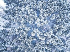 Antenne. Bäume und Schnee im ein Winter Wald. Natur Hintergrund oben Aussicht von Drohne foto