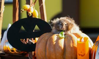 ein komisch zottelig flauschige Hamster sitzt auf ein Kürbis und kaut ein Blatt im ein Halloween Dekor unter Girlanden, Laternen, Kerzen. Ernte Festival foto