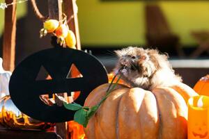 ein komisch zottelig flauschige Hamster sitzt auf ein Kürbis und kaut ein Blatt im ein Halloween Dekor unter Girlanden, Laternen, Kerzen. Ernte Festival foto