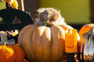 ein komisch zottelig flauschige Hamster sitzt auf ein Kürbis und kaut ein Blatt im ein Halloween Dekor unter Girlanden, Laternen, Kerzen. Ernte Festival foto