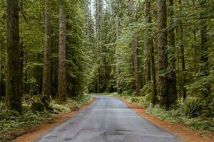 eng Straße im das Wald foto