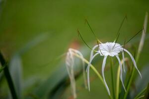 blühte Spinne Lilly foto