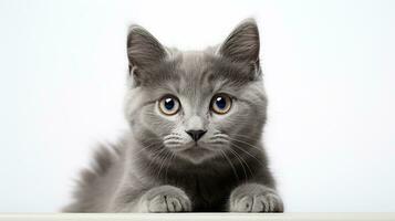 grau Katze auf ein Weiß Hintergrund foto