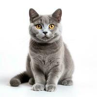 grau Katze auf ein Weiß Hintergrund foto