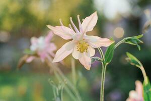 zart schön Rosa Aquilegia Blume im das Garten im Sommer- foto