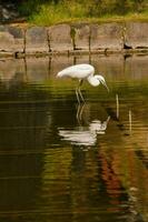 ein Weiß Vogel ist Stehen auf das Wasser foto