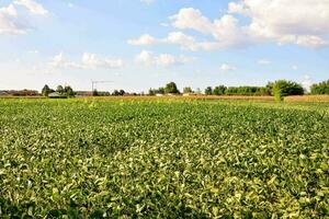 ein Feld von Grün Pflanzen mit Blau Himmel im das Hintergrund foto