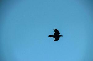 ein schwarz Vogel fliegend im das Blau Himmel foto