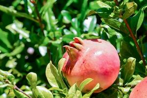 Granatapfel Obst auf ein Baum foto