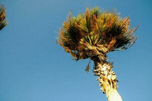 Palme Baum gegen Blau Himmel foto