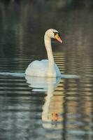 ein Schwan ist Schwimmen im das Wasser foto