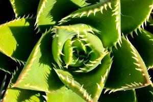 ein schließen oben von ein Aloe Pflanze mit Scharf Stacheln foto