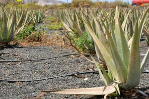 Agave Pflanzen wachsend im ein Feld foto