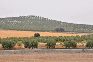 ein Feld mit Olive Bäume und ein Hügel im das Hintergrund foto