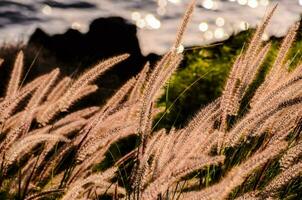 Gras im das Sonne foto