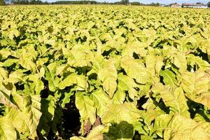ein Tabak Feld mit Gelb Blätter foto