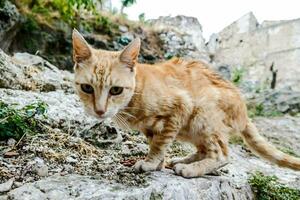 Nahaufnahme einer Katze foto