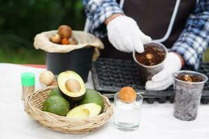 schließen oben Farmer ist Sämling Avocado von Saat im transparent Plastik Glas. Konzept, Zuhause Gartenarbeit, Pflanze Vermehrung durch mit Wiederverwendung Müll zu Sein Sämling Töpfe. Zeitvertreib, Hobby Aktivität. einfach selbstgemacht. foto