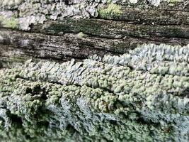 ein schließen oben von ein Baum mit etwas Farbe auf es foto