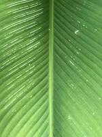 ein schließen oben von ein Grün Blatt mit Wasser Tröpfchen auf es foto