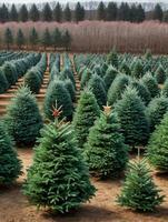 Foto von Weihnachten Weihnachten Baum Bauernhof Reihen. ai generiert