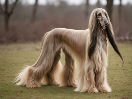 ein Hund mit lange Haar. ai generiert foto