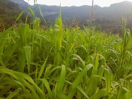 großartig Hirse Feld schließen oben foto