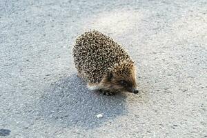 Fotografie auf Thema schön stachelig wenig Igel geht in dicht wild Wald foto