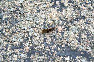 Fotografie auf Thema schön behaart Raupe im Eile zu Wende in Schmetterling foto