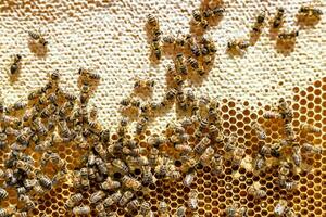 abstrakte Sechseckstruktur ist mit Bienenwabe gefüllt, gefüllt foto