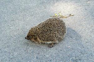 Fotografie auf Thema schön stachelig wenig Igel geht in dicht wild Wald foto