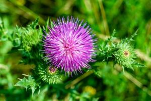 schöne wachsende Blumenwurzel Klettendistel auf Hintergrundwiese foto