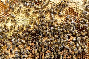 abstrakte Sechseckstruktur ist mit Bienenwabe gefüllt, gefüllt foto