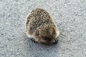 Fotografie auf Thema schön stachelig wenig Igel geht in dicht wild Wald foto