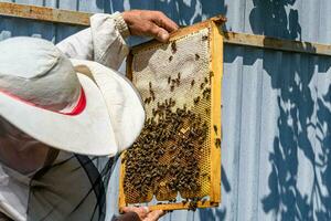 geflügelte Biene fliegt langsam zum Imker und sammelt Nektar auf privatem Bienenstand foto