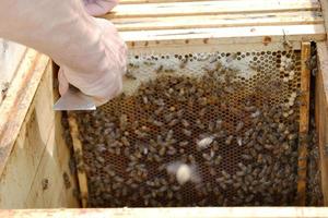 geflügelte Biene fliegt langsam zum Imker und sammelt Nektar auf privatem Bienenstand