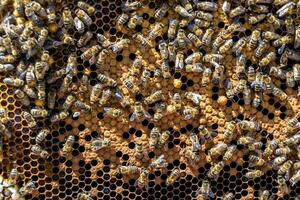 abstrakte Sechseckstruktur ist mit Bienenwabe gefüllt, gefüllt foto