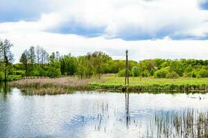 Schönes Grassumpfschilf, das am Uferreservoir in der Landschaft wächst foto