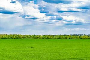 schöne horizontlandschaft in der dorfwiese auf natürlichem farbhintergrund foto