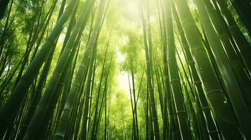 ein faszinierend Bambus Wald mit Sonnenlicht Filtern durch das hoch aufragend Bäume ai generiert foto