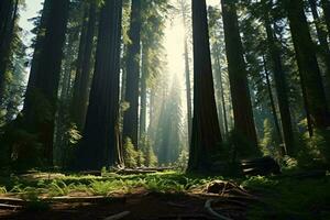 ein Wald mit hoch Bäume ai generiert foto