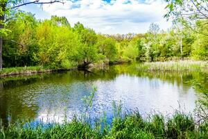 Schönes Grassumpfschilf, das am Uferreservoir in der Landschaft wächst foto