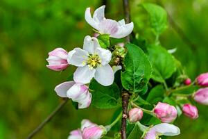 Fotografie auf Thema schön Obst Ast Apfel Baum mit natürlich Blätter unter sauber Himmel foto