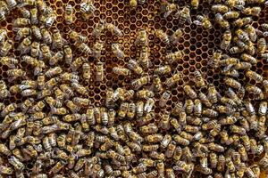 abstrakte Sechseckstruktur ist mit Bienenwabe gefüllt, gefüllt foto