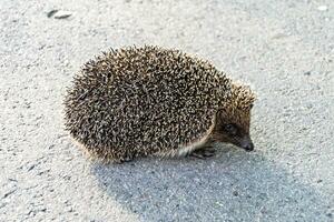 Fotografie auf Thema schön stachelig wenig Igel geht in dicht wild Wald foto