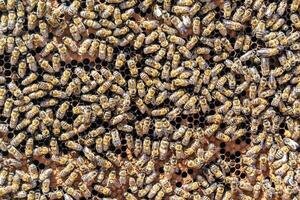 abstrakte Sechseckstruktur ist mit Bienenwabe gefüllt, gefüllt foto