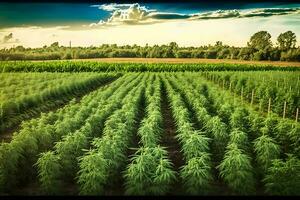 Marihuana blühen Pflanzen Natur von Bauernhof Feld mit grün. neural Netzwerk ai generiert foto