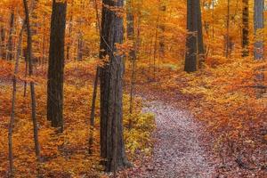 Bäume mit Herbstlaub im ländlichen Michigan State